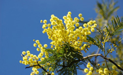 Mimosas en el árbol